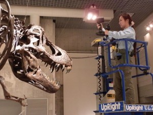 T-Rex being scanned